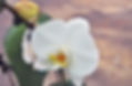 Helix phalaenopsis