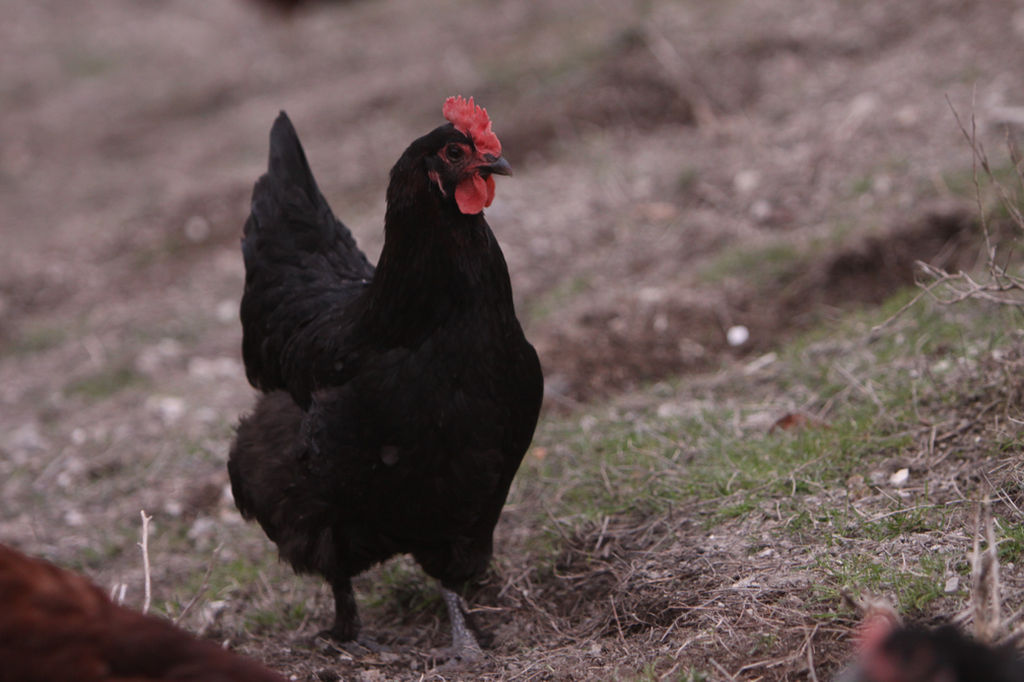 Backyard Chickens For Sale Central Coast, California