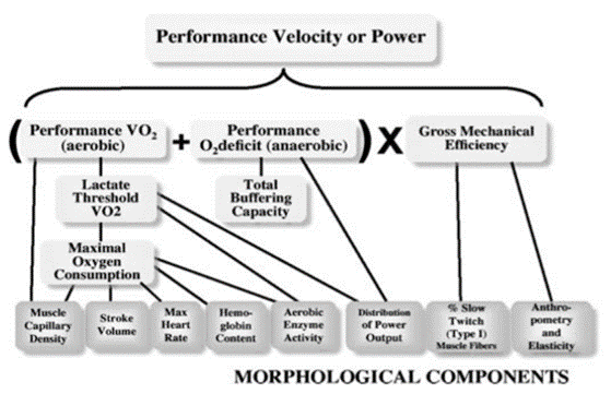Episodio 137: Che capacità allenare adesso? Come scegliere il focus giusto