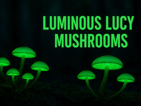 Why Scientists are Fascinated by Luminous Lucy Mushrooms for Microscopy Studies