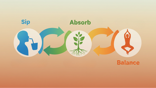 Arrow flow “Sip → Absorb → Balance.