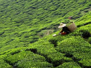 Steeped in Tradition: Exploring the Ancient Art of Tea Making.