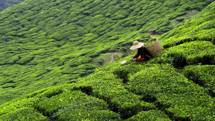 Steeped in Tradition: Exploring the Ancient Art of Tea Making.