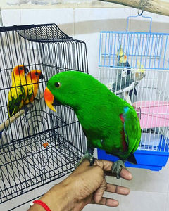 PARROT HOTEL
