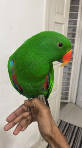 ECLECTUS PARROT