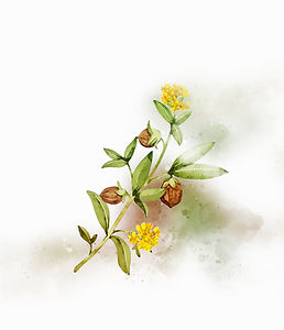 Frankincense.jpg