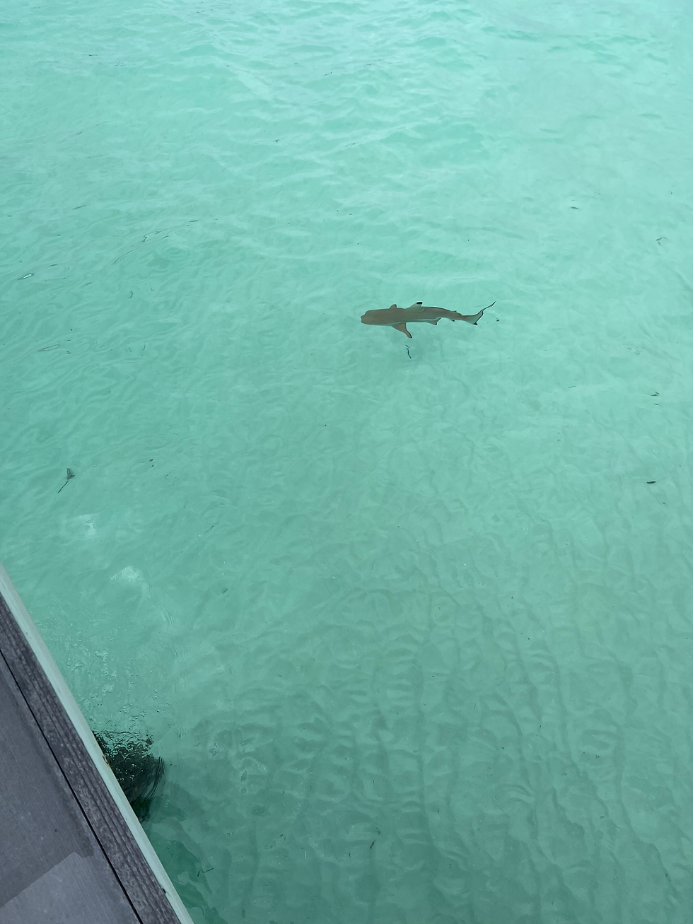 Glassy water. A quiet ripple. A reef shark glides by like a secret shared only with me. Luxury solo travel is intimacy with the extraordinary. CREDIT: BRITNEE JOHNSON/THE GREATEST ASSIST