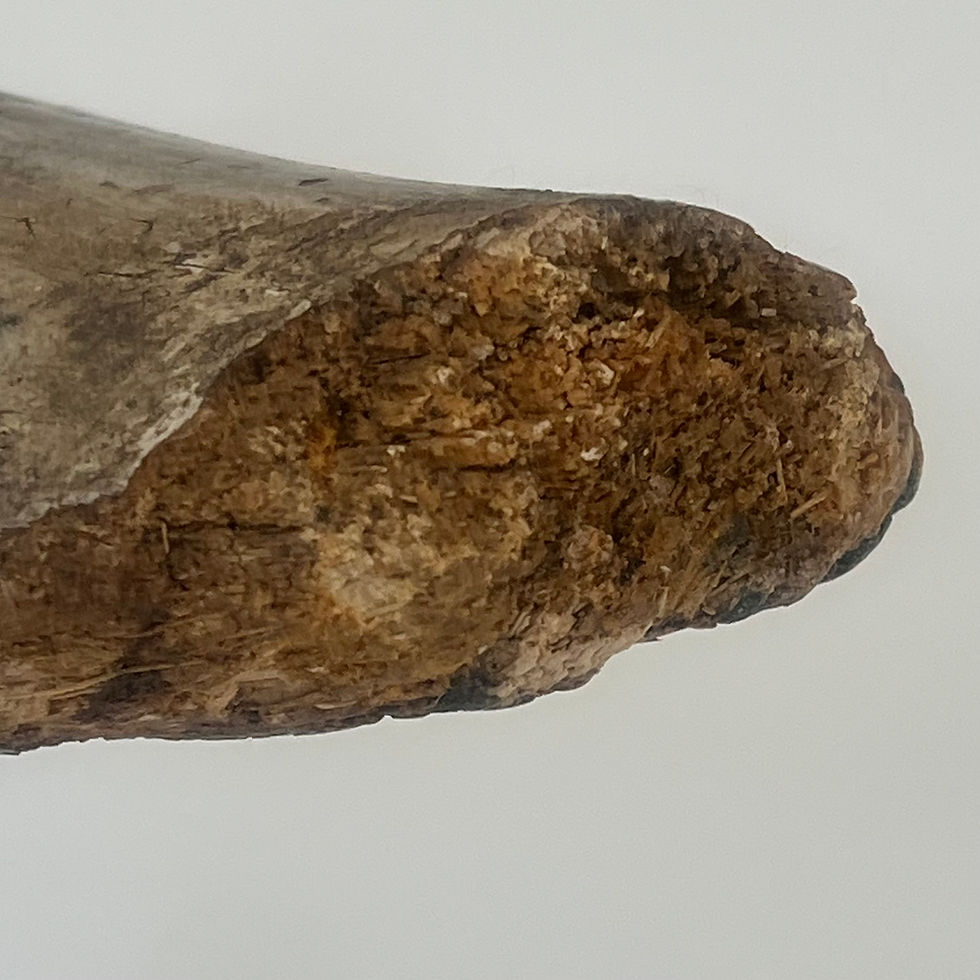 Thumbnail: 19th Century decoy duck with rare bobbing head on later stand