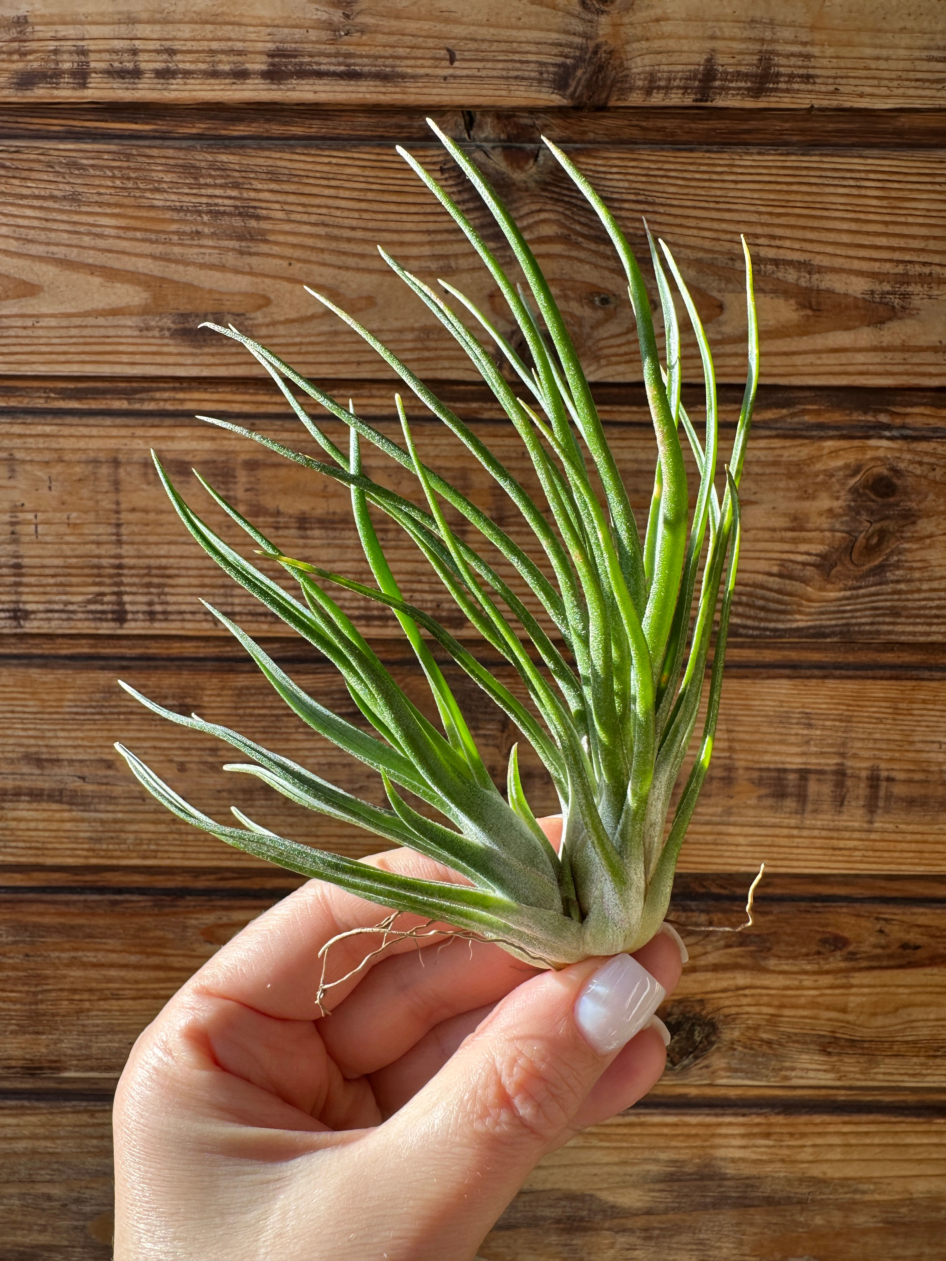 Ionantha ionantha * bulbosa подвійна / Іонанта іонанта * бульбоза