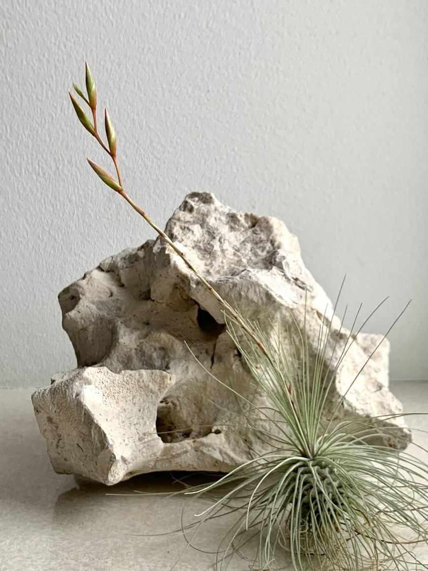 Прев'ю: Fuchsii gracillis М / Фуксі грацилліс