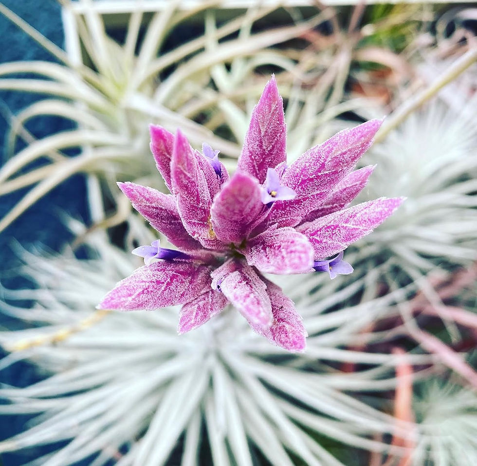 Прев'ю: Tectorum кущ XXL / Текторум