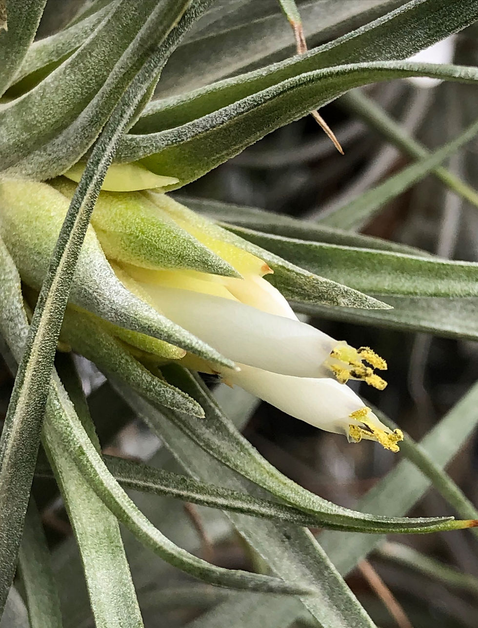 Прев'ю: Plagiotropica  L / Плагіотропіка