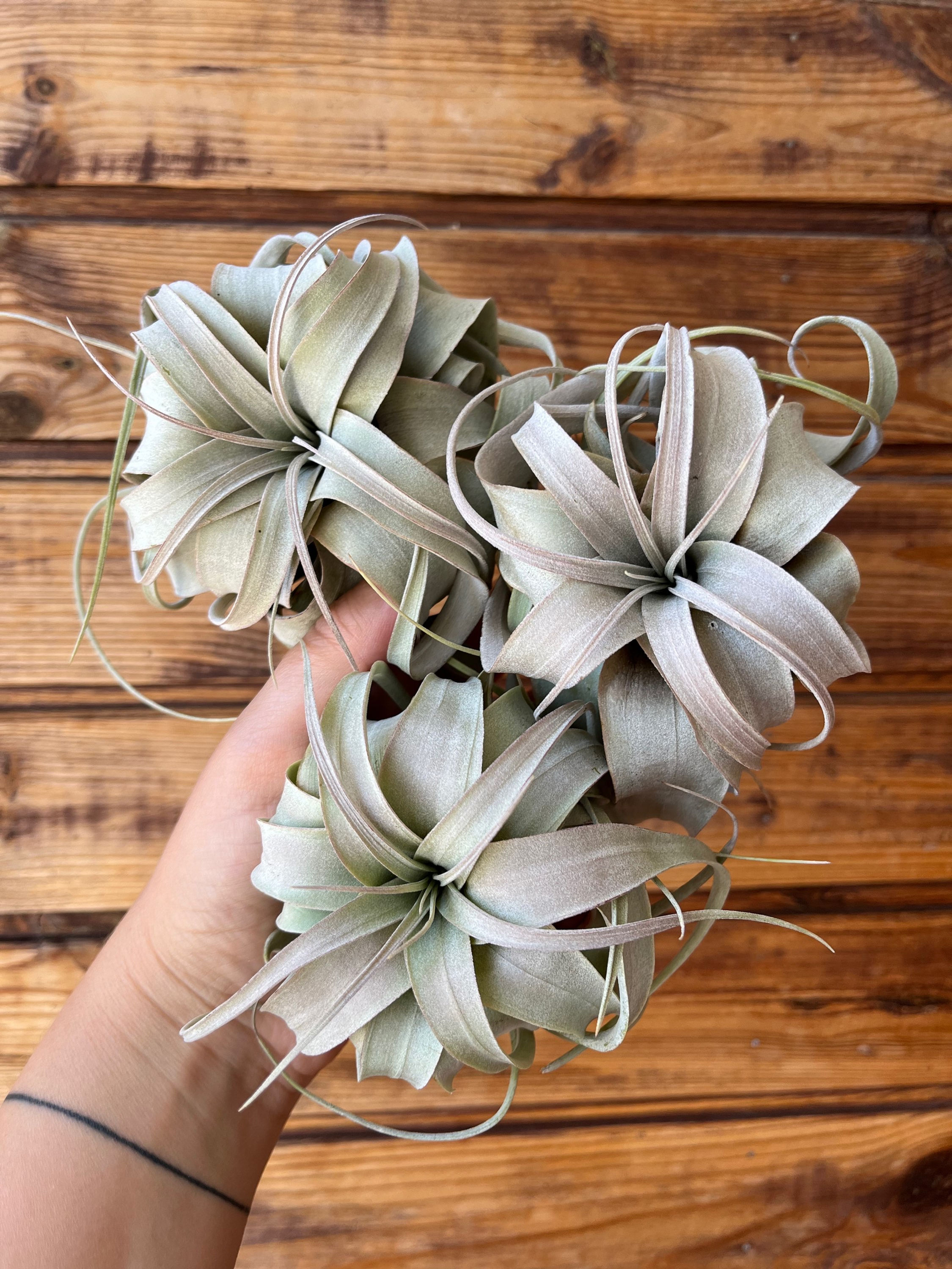 Xerographica S (bonsai) / Ксерографіка бонсай