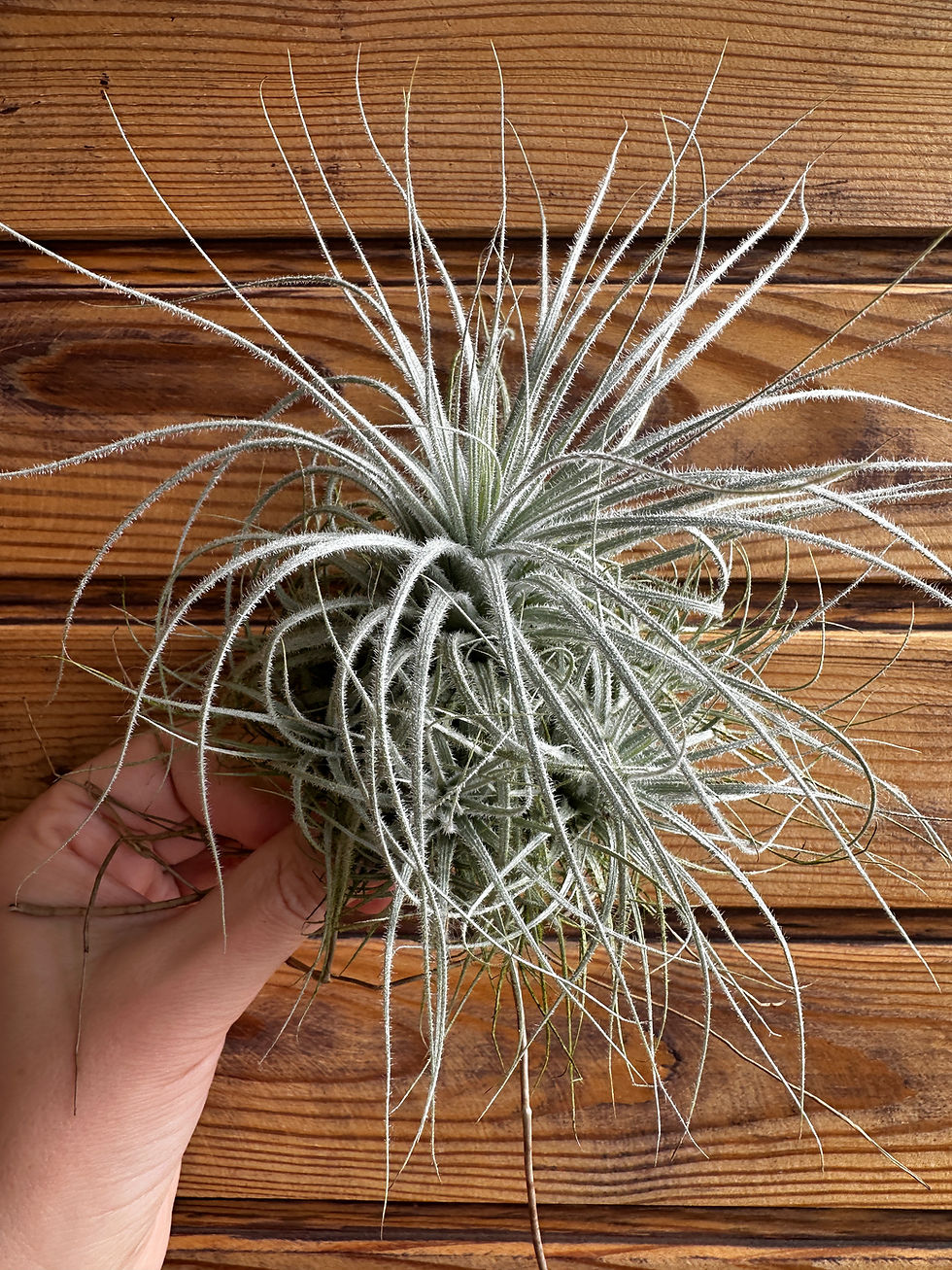 Прев'ю: Tectorum кущ XL / Текторум