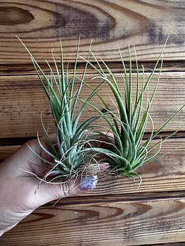 専用　　　　Tillandsia2個 All Products | Tillandsia & Co