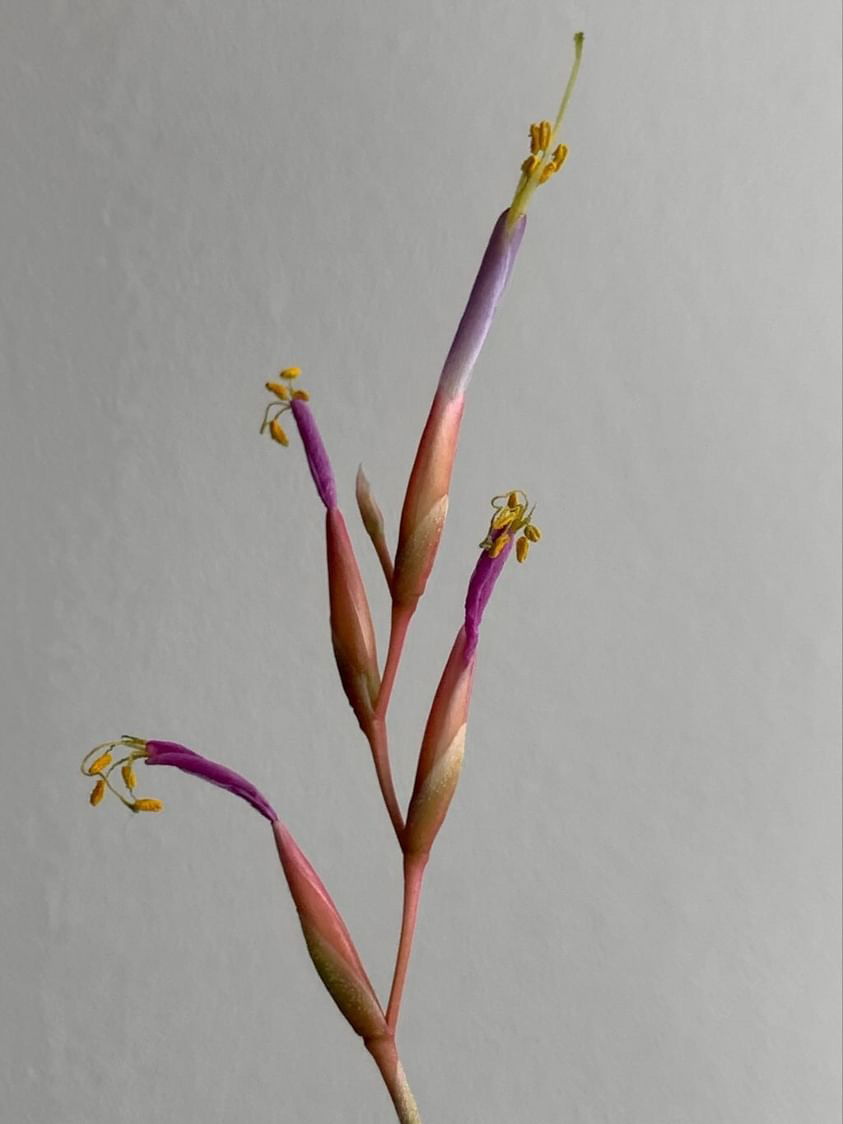 Прев'ю: Fuchsii var gracillis L / Фуксі грацилліс