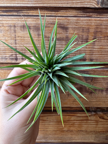Ionantha ionantha XL / Іонанта іонанта | Tillandsia & Co