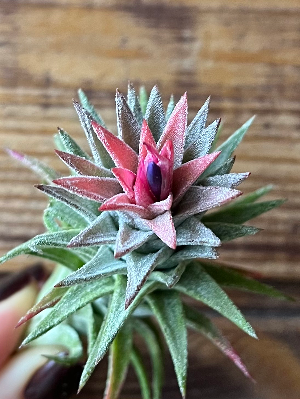 Прев'ю: Ionantha vanhyningii кущ L / Іонанта ванхайнінгі