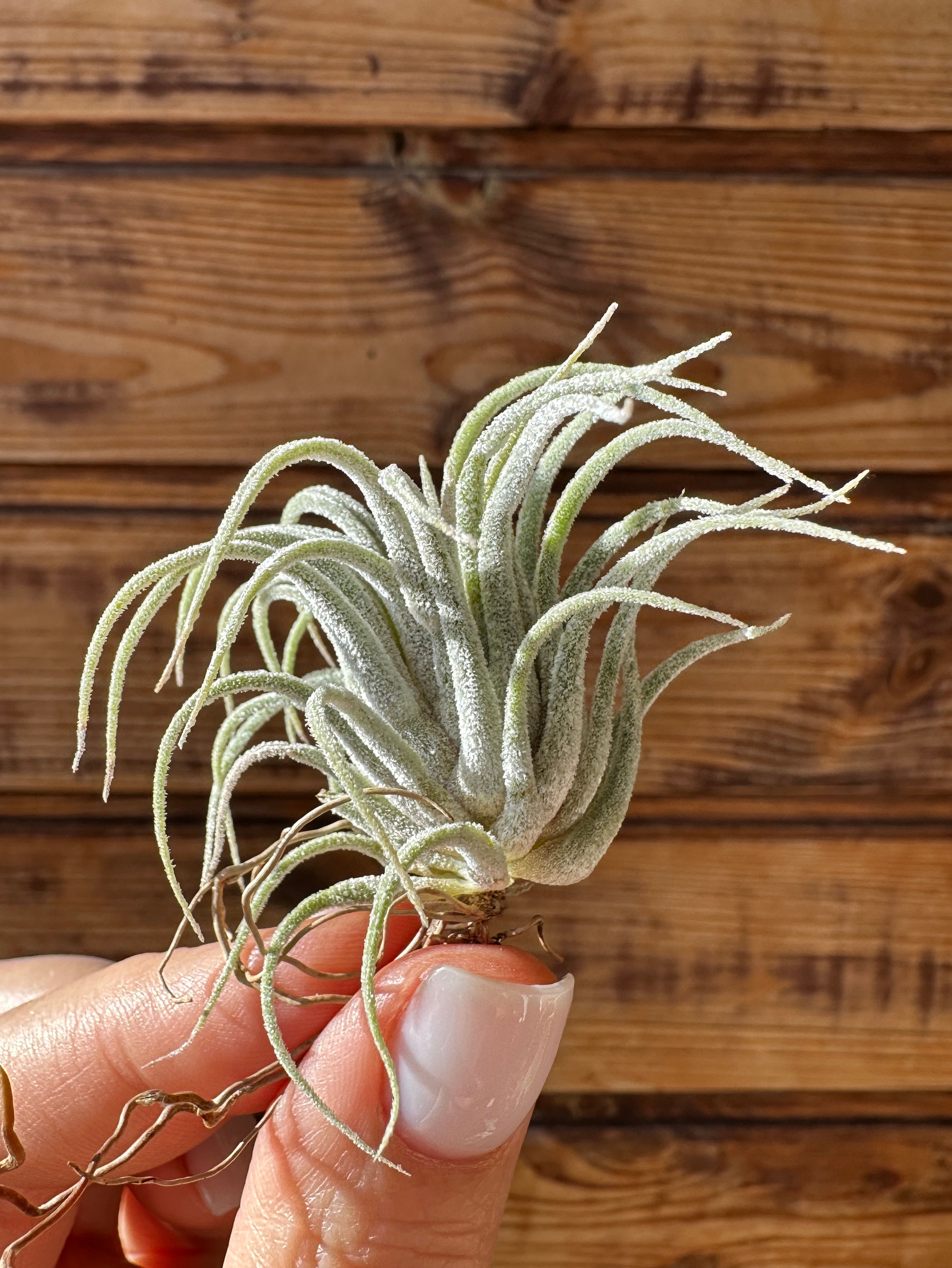 Ionantha stricta * praschekii гібрид / Іонанта стрікта * прашекі