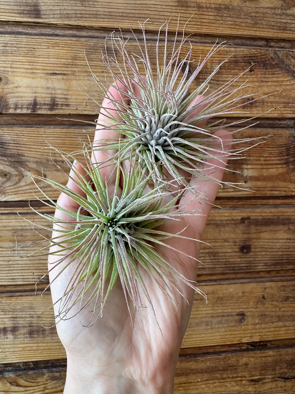 Прев'ю: Ionantha  silver / Іонанта сільвер