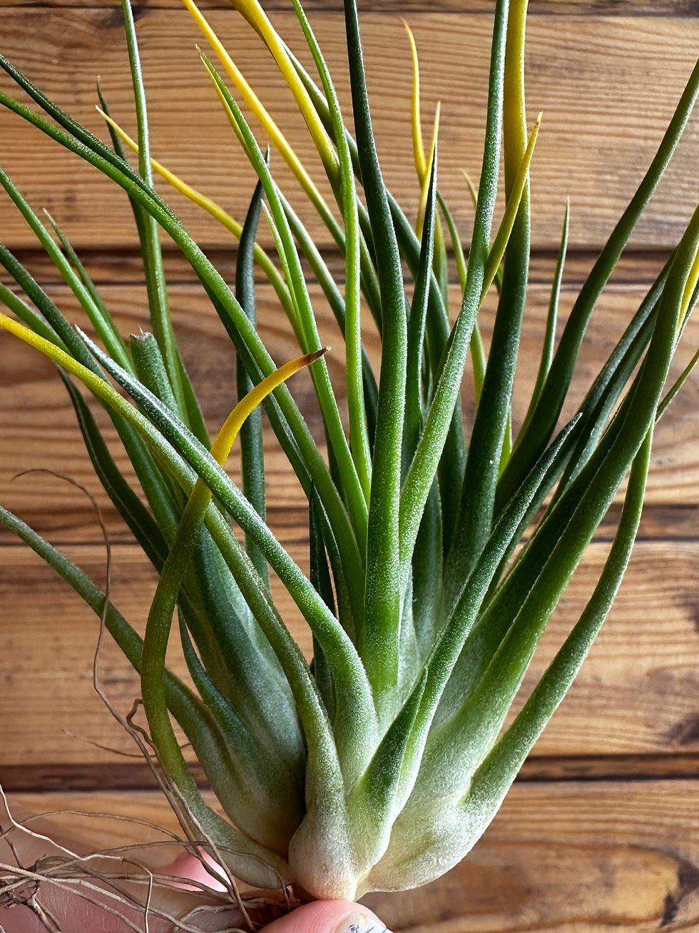 Прев'ю: Ionantha ionantha * bulbosa подвійна / Іонанта іонанта * бульбоза