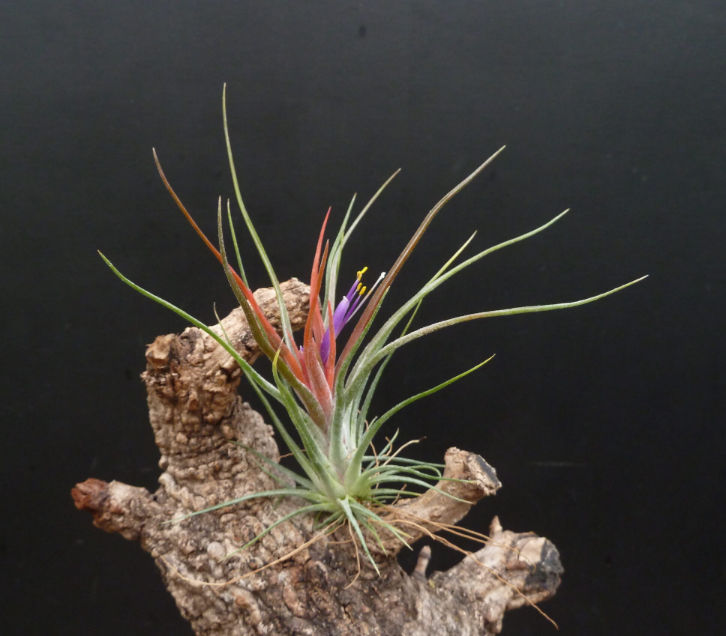 Прев'ю: Ionantha ionantha * bulbosa подвійна / Іонанта іонанта * бульбоза