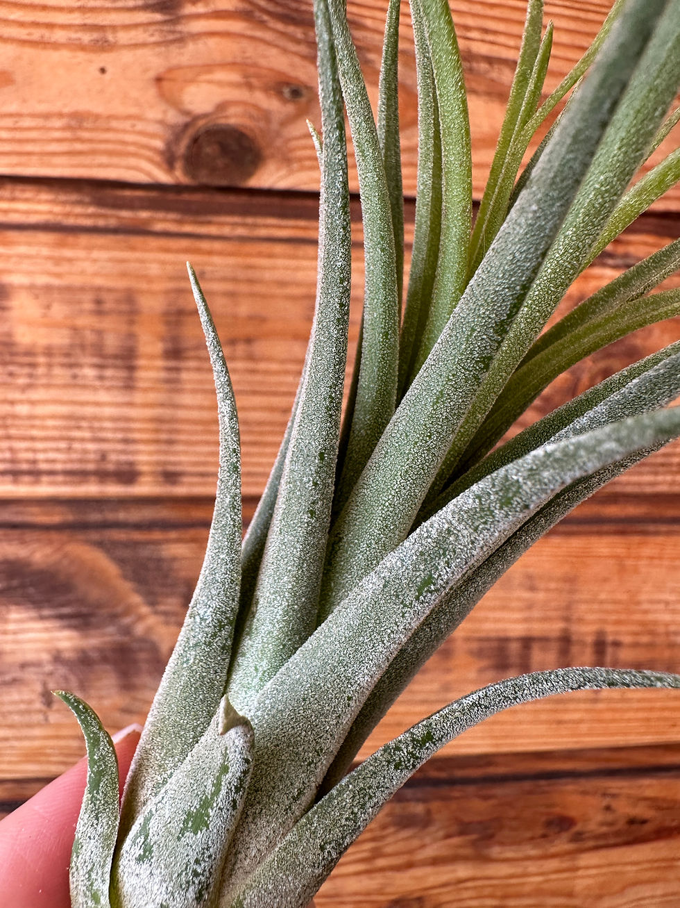 Прев'ю: Victoria (гібрид ionantha*brachycaulos) / Вікторія