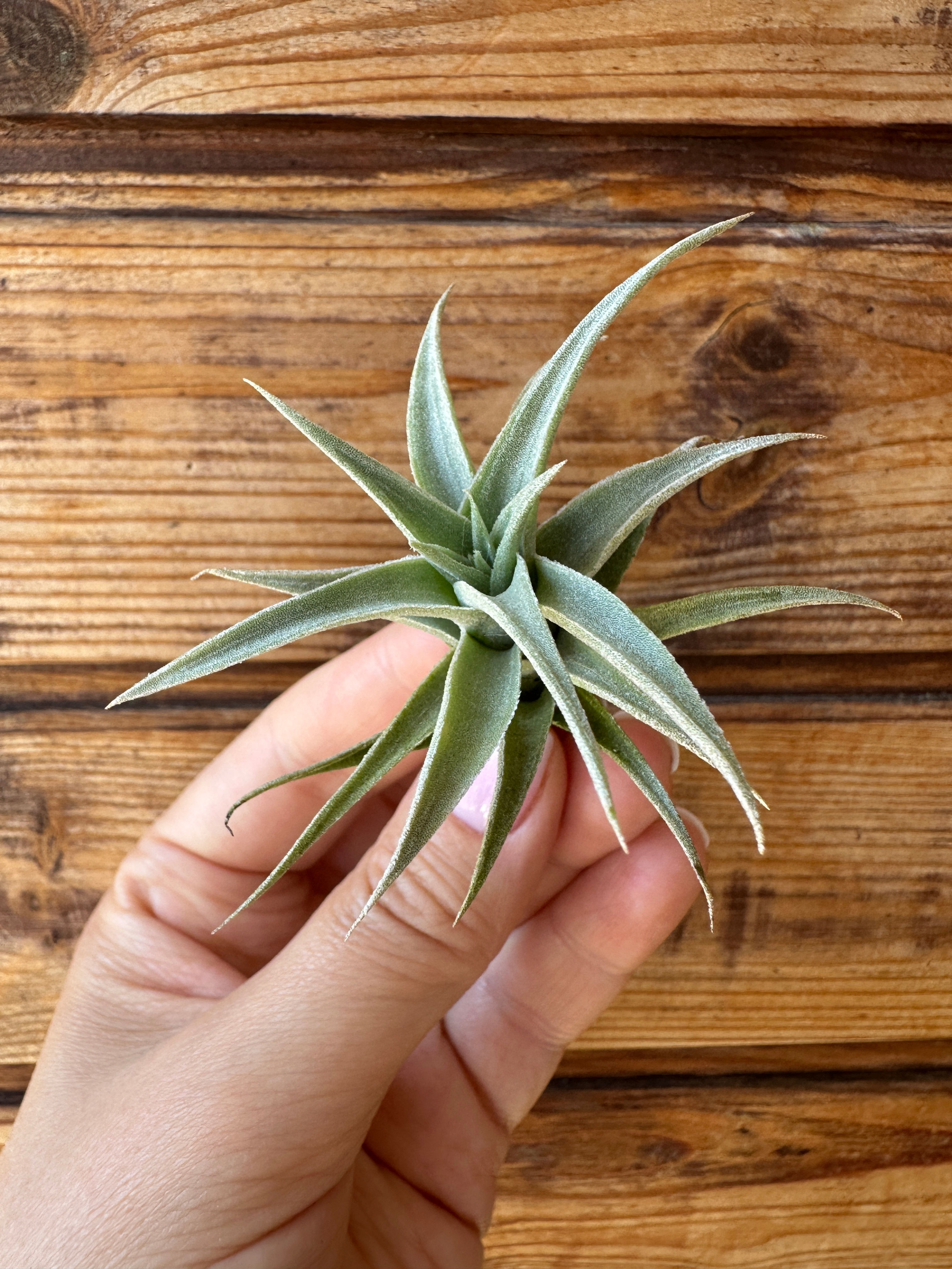 Edithae S / Едіта