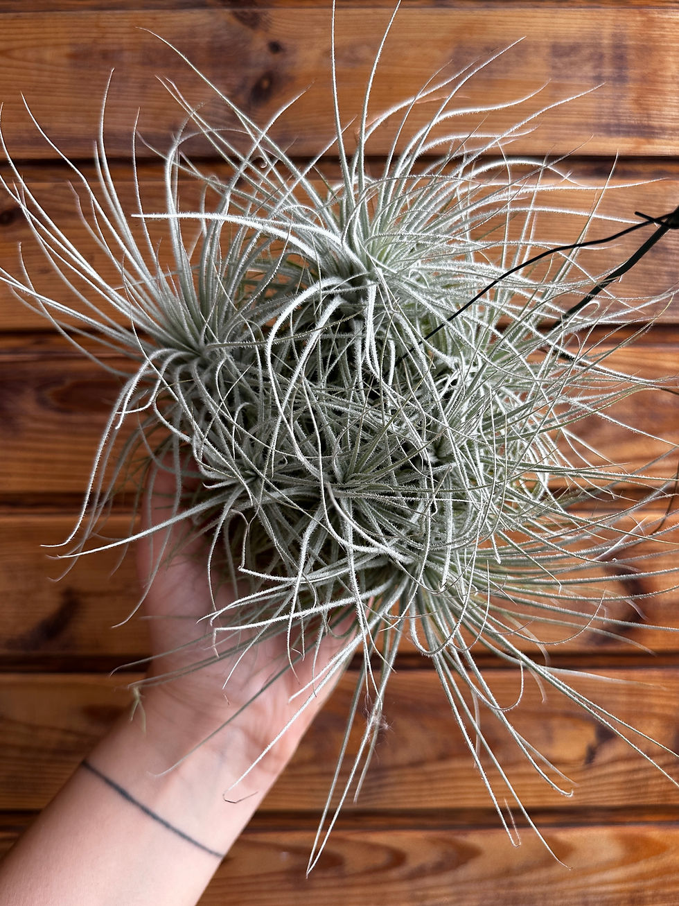 Прев'ю: Tectorum кущ XXL / Текторум