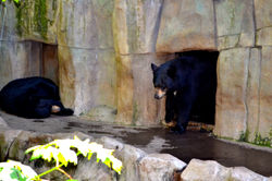 Oregon Zoo