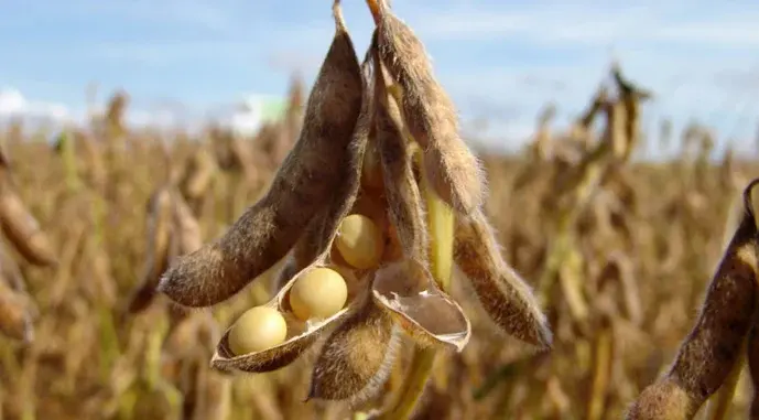 Soybean