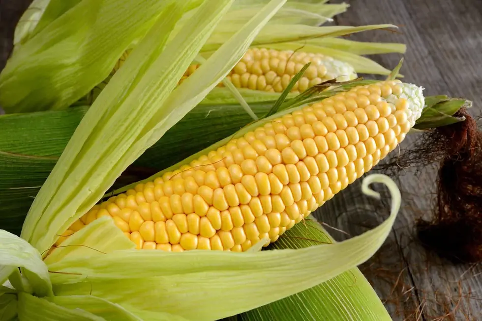 Corn