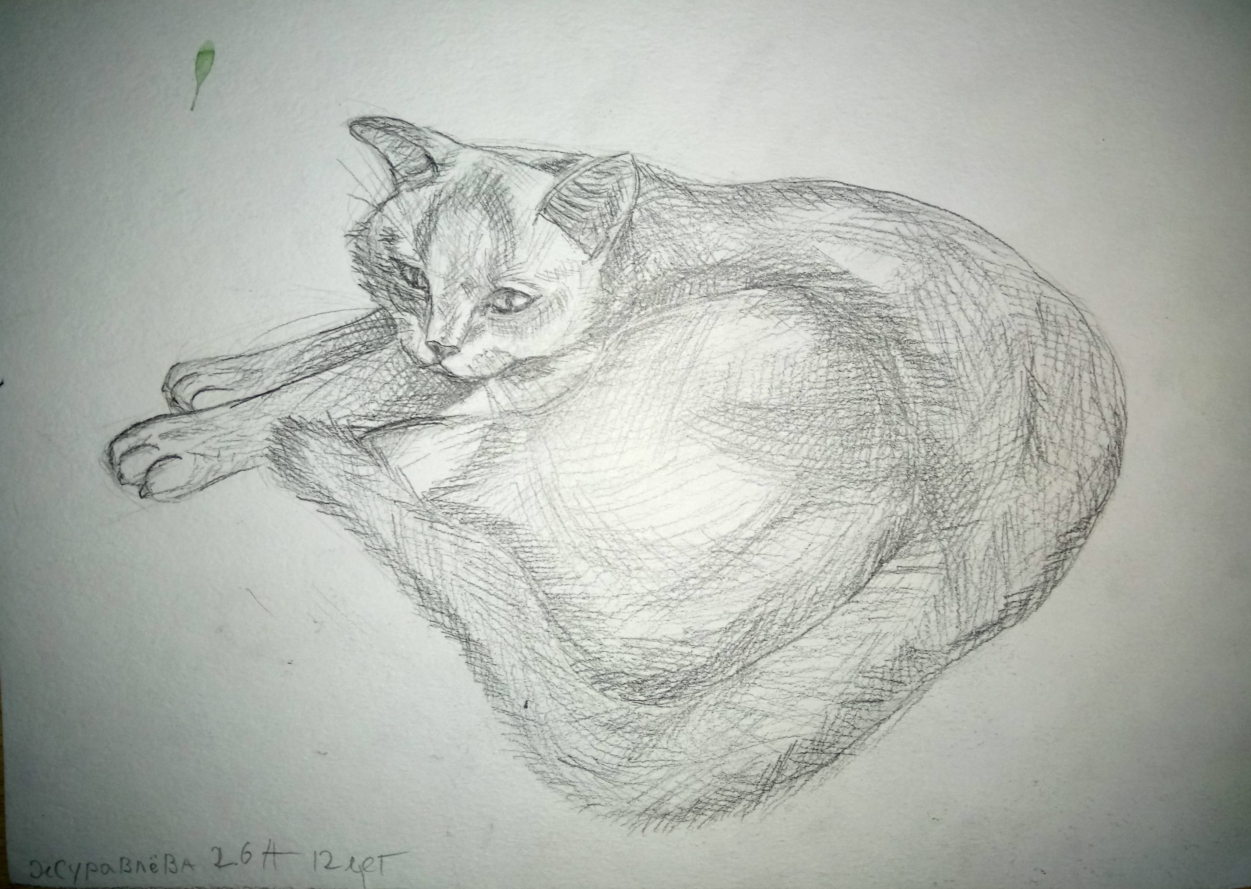 Журавлёва Юлия 12 лет Моя кошка