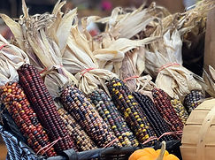 decorative corn.jpg