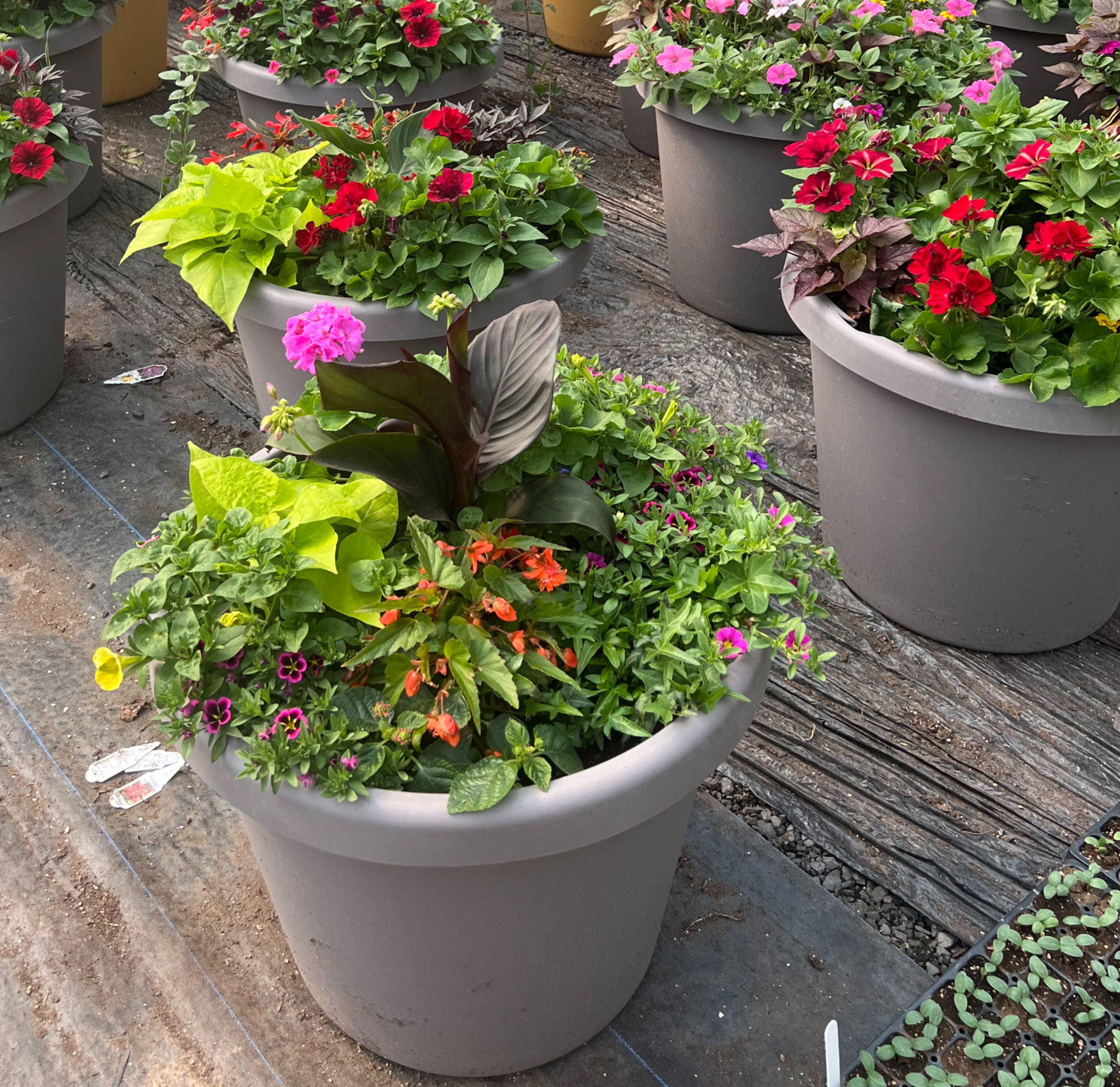 Summer Porch Pot 4/25