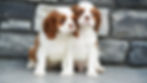 Litter at 8 weeks old