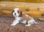 Juno at 6 weeks old