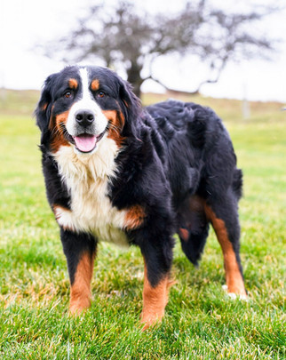 Bernese Mountain Dog Kassie