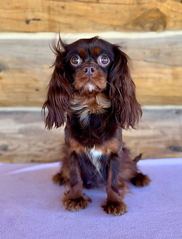 Tootsie.jpeg