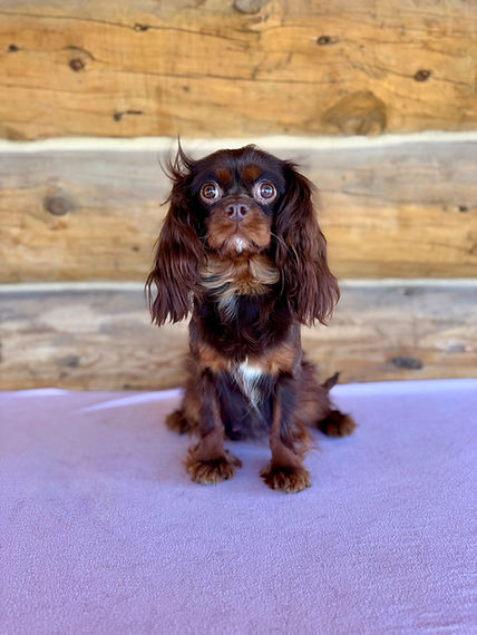 Tootsie.jpeg