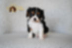 Mulberry at 7 weeks old