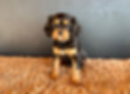 Marigold at 8 weeks old