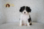 Acai at 7 weeks old