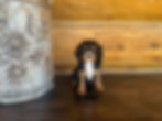 Blackberry at 9 weeks old
