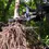 Thumbnail: The Power Claw - Tree Puller (CALL FOR BEST PRICE)