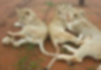 Rescued lions - Caesar, Xico and Jo.
