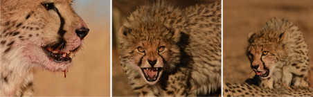 Cheetah Extinction - Cracking The Code.