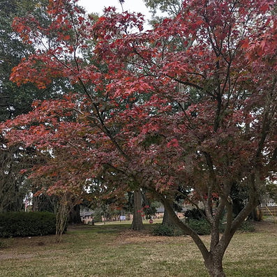 Japanese maple tree Dec 2023.jpg