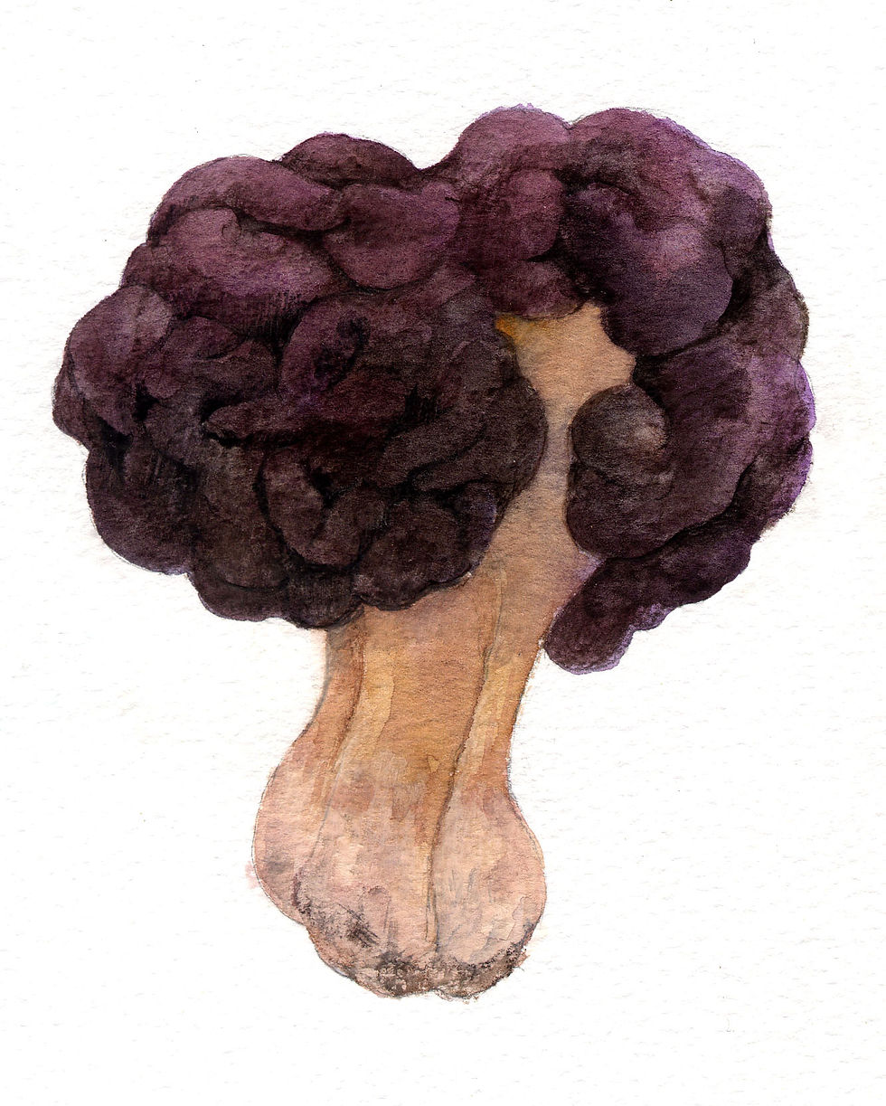 シャグマアミガサタケ