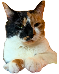 Spice (1).png